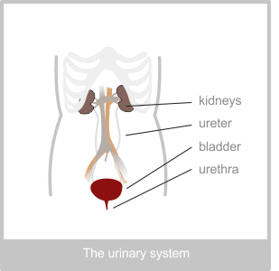 The Uninary System