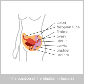 Female Bladder
