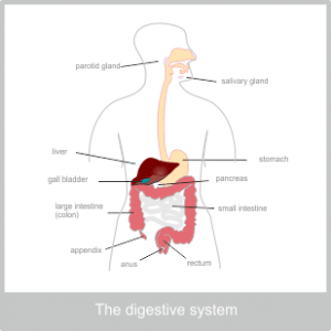 The Digestive System and acupunture. Acupuncture for the digestive system Torquay.