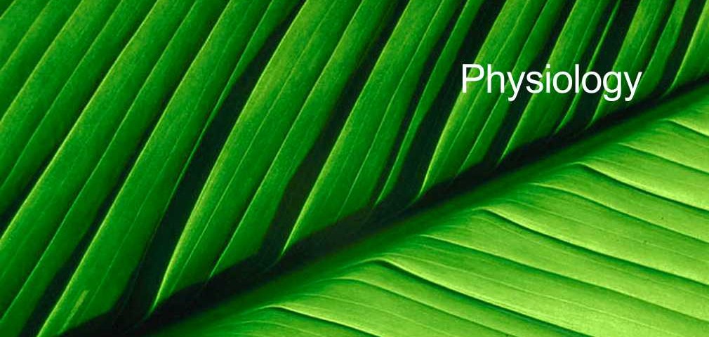 Physiology | Acupuncture Clinic Torquay, Paignton, Brixham.